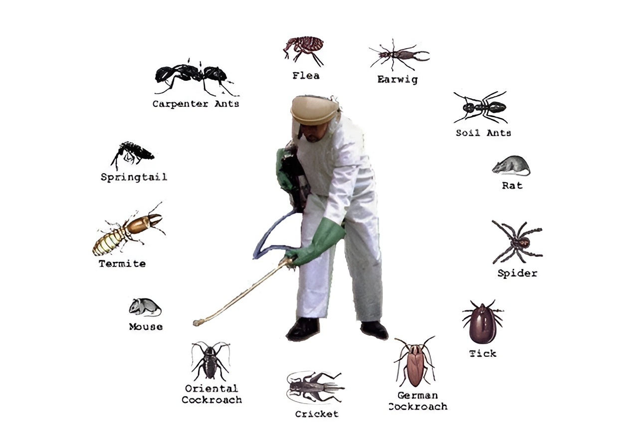 Professional commercial pest control services in Dublin